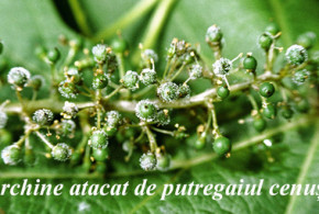 Avertizare fitosanitară de boli la vița de vie – 22 iunie: putregaiul cenușiu ciorchine2-cover