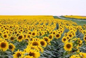 Fermierii români ar putea pierde un milion de ha de porumb și floarea soarelui fs-romania