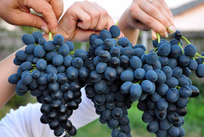 Model de urmat: 7 agricultori din raionul Ialoveni au creat o cooperativă şi își vând producția în Federația Rusă, Polonia, Germania și România gdp1