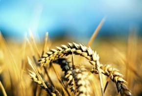 Mai bine de jumătate din culturile de toamnă au fost afectate de secetă Grau