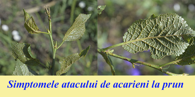 Avertizare fitosanitară de acarieni la prun – 15 iunie 2020