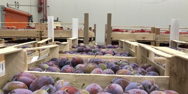 Primul lot de prune moldovenești din recolta anului 2020 a ajuns în Germania