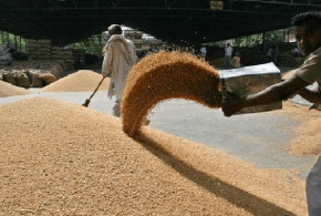 Egiptul cumpără cantități record de grâu din Rusia egipt-grau2