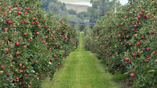Rusia ar putea în 5 ani să dubleze producția de mere
