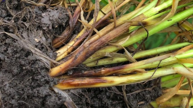 Мнение эксперта: Зачем отличать виды корневых и прикорневых гнилей? fuzarioza