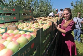 A fost aprobat Regulamentul privind recunoașterea grupurilor de producători agricoli grup