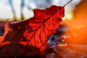 Prognoza meteo: Vânt și ploi în toată țara meteo-frunza2