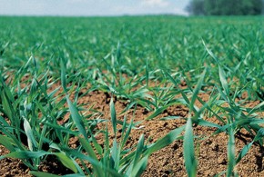 Asigură protecția cerealelor chiar de la semănat cu fungicidul Systiva 333 FS systiva-fungicid