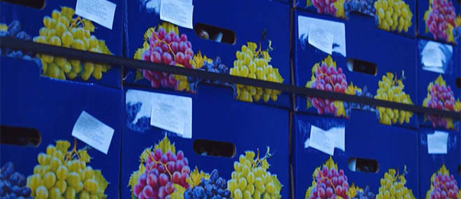 Importatorii din Croația sunt interesați de fructele și strugurii din Moldova