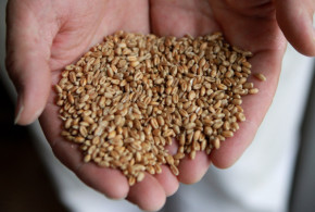 grau-modificat-genetic