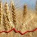 Prețurile cerealelor au scăzut la cel mai jos nivel din ultimele șapte luni