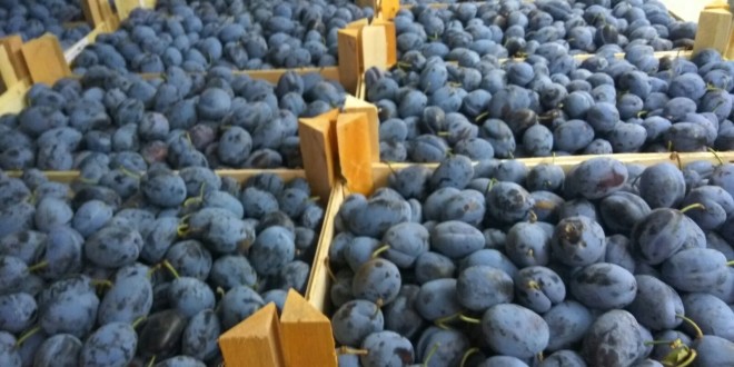 Primele prune moldovenești exportate în Italia