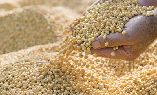 Importurile chineze de soia ar putea ajunge la 100 de milioane de tone