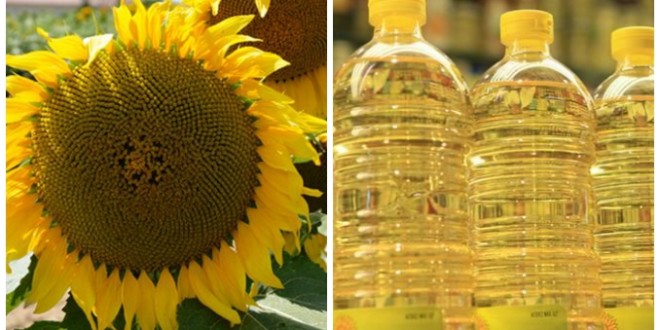 Floarea-soarelui high oleic: evoluție, tendințe și oportunități