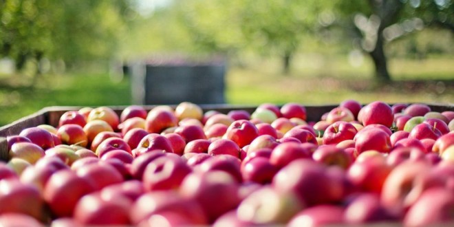Recolta reală de mere în anul curent este mult mai mică decât prognozele