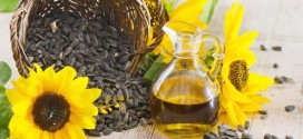 Situația de pe piața oleaginoaselor: exporturile de semințe de floarea-soarelui bat recorduri, cele de ulei – se prăbușesc