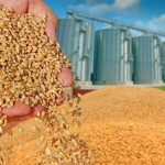 Producția globală de cereale va scădea cu peste 13 milioane de tone