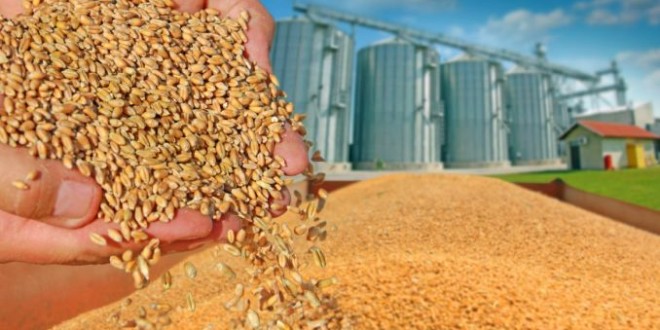 Producţia de grâu – mai mică în România, Polonia şi Franţa
