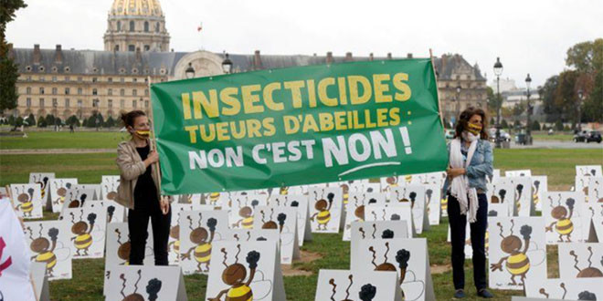 Franța va permite utilizarea neonicotinoidelor la sfecla de zahăr