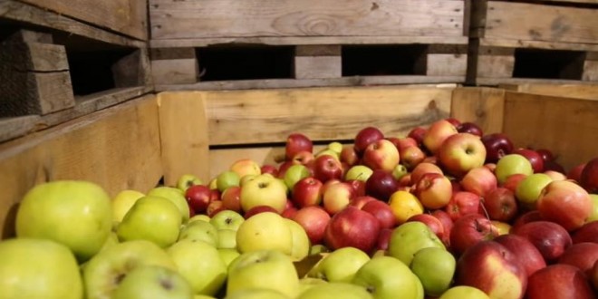 Un lot de mere moldovenești interzis în Rusia