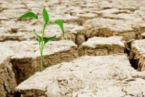 Subvenționarea primelor de asigurare în agricultură pentru anul 2021 în vigoare seceta