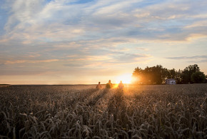 Revystar®  - Это не просто решение, а ностоящая Ревилюция в защите зерновых!