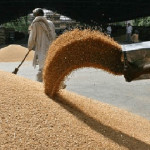 Surse: Egiptul a cumpărat direct 80.000 de tone de grâu rusesc. Se pregătesc noi achiziții