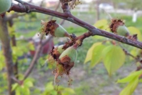 Avertizare fitosanitară de boli la sâmburoase – 3 mai – 10 mai 2021: monilioza monilioza-cais1