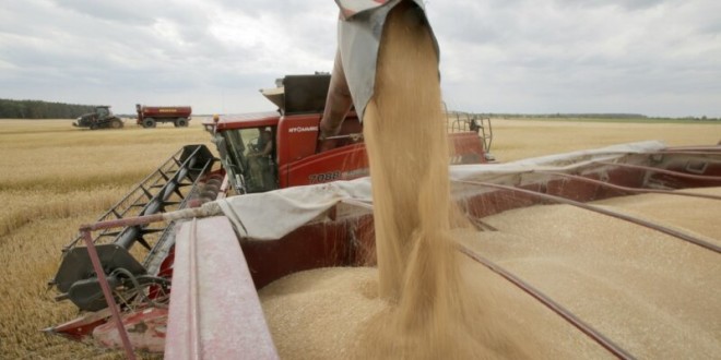 Egipt a cumpărat 180 mii tone de grâu din România și Ucraina