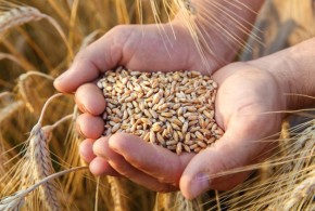 Prețul la grâu ar putea exploda la nivel internațional pret-grau