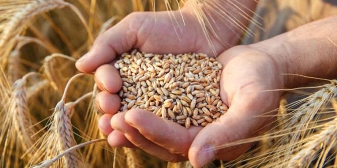 Prețul la grâu ar putea exploda la nivel internațional