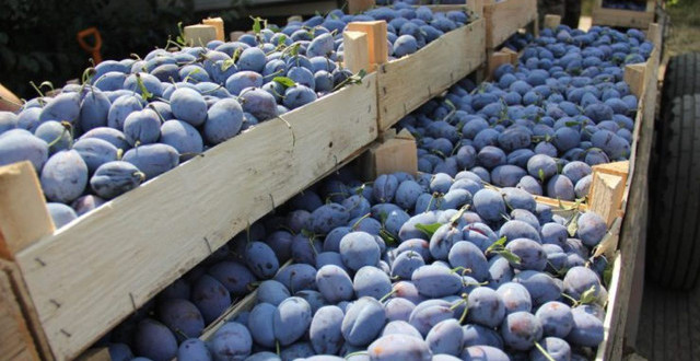 Republica Moldova a majorat exporturile de fructe, uleiuri vegetale și vin spre țările UE