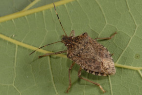 Rusia a returnat încă un lot de prune din Moldova daunator