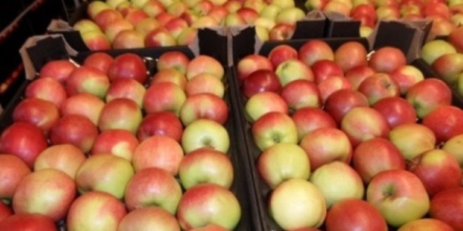 A crescut exportul de mere autohtone