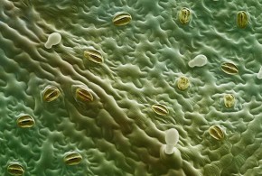 Фолиарные обработки, устьица и апопласт: как это связано? foliar