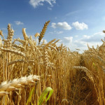 Prețul grâului, în scădere pe fondul îmbunătățirii estimărilor privind oferta mondială