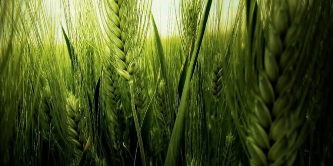 Зерновые: энергия и преодоление стресса с помощью одной комбинации