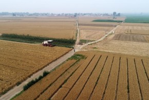 China stochează cereale cu orice preț – din frică de o criza alimentară China stochează cereale cu orice preț – din frică de o criza alimentară