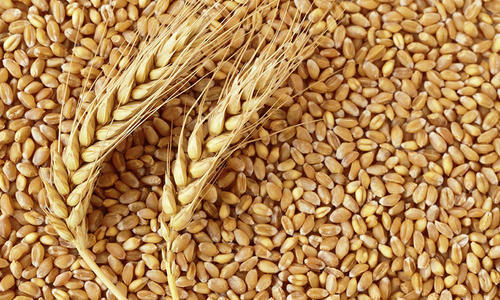 Piața cerealelor este inundată de grâul rusesc. Zilele următoare s-ar putea agrava situația prețurilor