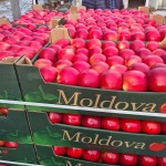 Fermierii au reușit să exporte 63 mii de tone de mere în aprilie-mai 2022
