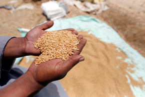 Egiptul renunţă la licitaţii şi vrea să cumpere grâu prin discuţii directe cu traderii grau-egipt