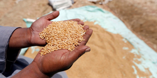 Egiptul a cumpărat 120.000 de tone de grâu din România la prețul de 255 USD/t