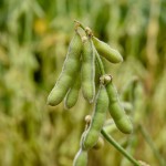 UE va avea o producție record de soia