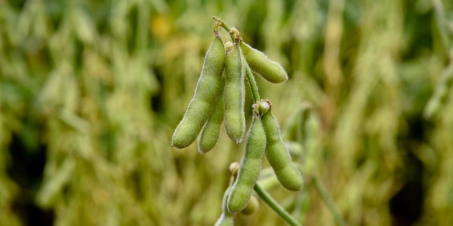 UE va avea o producție record de soia