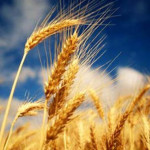 Cu cât ar putea scădea suprafaţa cultivată cu grâu a Ucrainei fără sprijin din partea statului şi fără majorarea exporturilor?