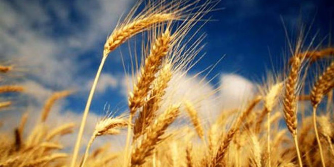 Cu cât ar putea scădea suprafaţa cultivată cu grâu a Ucrainei fără sprijin din partea statului şi fără majorarea exporturilor?