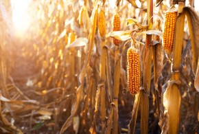 recolta-proasta-porumb
