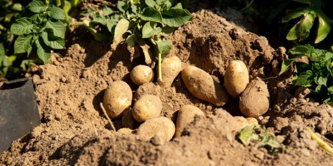 Как в BASF контролируют остатки пестицидов в продовольственном картофеле