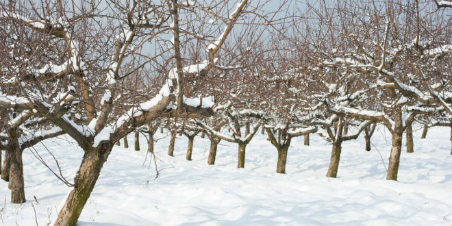 Limitele de îngheț pentru fiecare specie de pomi fructiferi