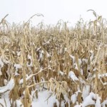 Două milioane de hectare de porumb au rămas nerecoltate în Ucraina
